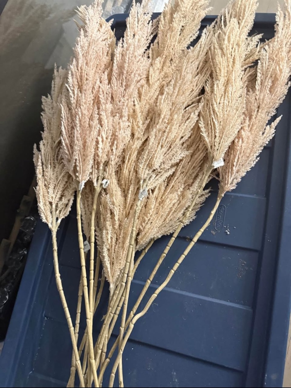 Z Gallerie Natural Cream Pampas Grass Stems 14 stems